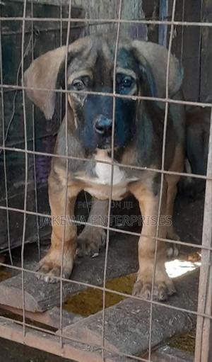 1-3 months Male Purebred Boerboel - thumbnail 2