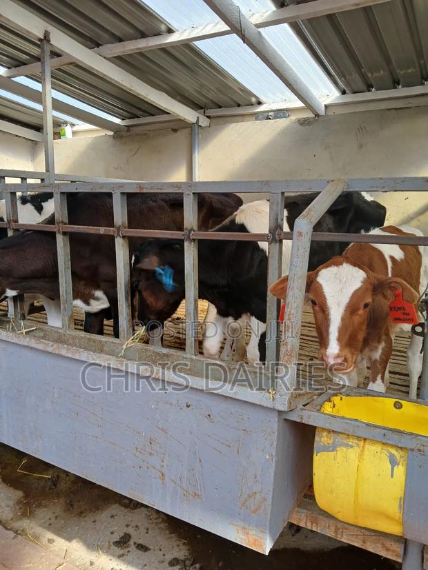 3rd Gen . Pedigree Heifers - thumbnail 3