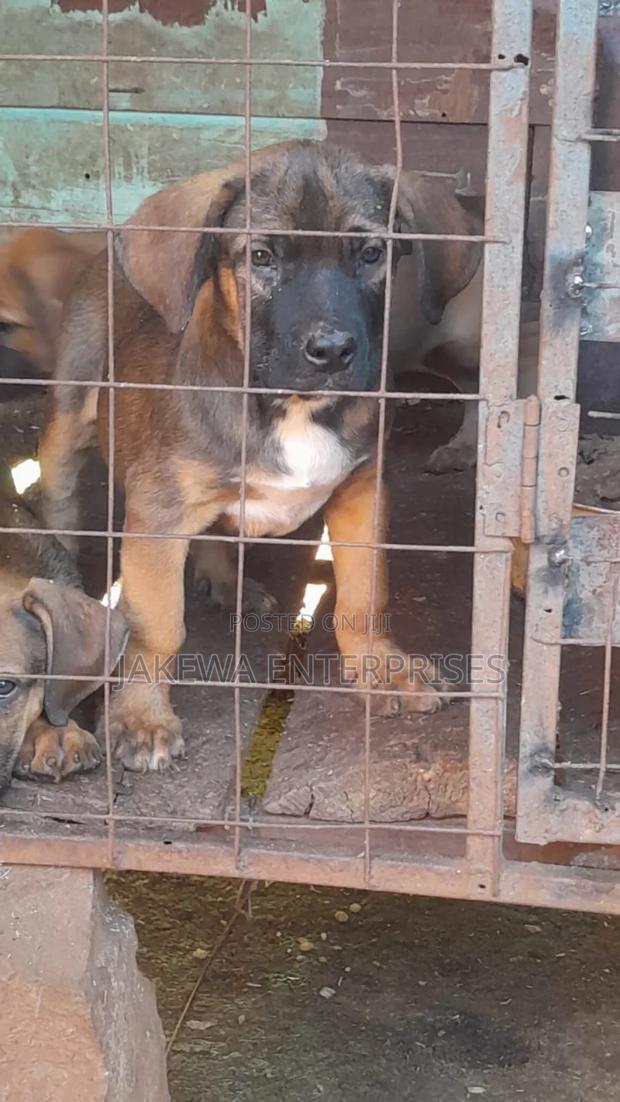 1-3 months Female Purebred Boerboel