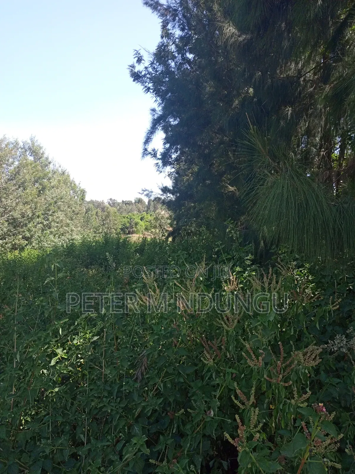 Mushrooms Garden, Kiambu Road,1/2 Acre
