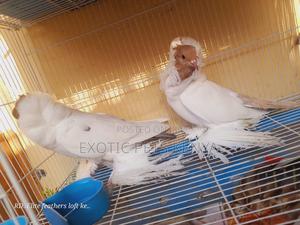 Mooreheads Upcoming - thumbnail 2