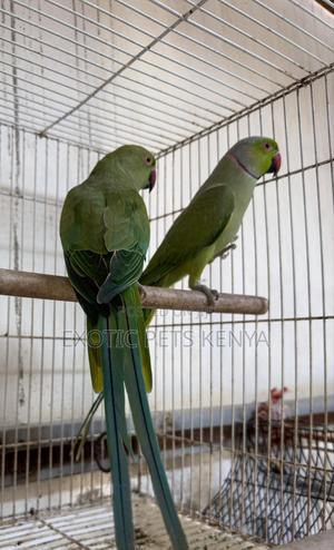 Ringnecks (Green) Breeding Pair - thumbnail 2