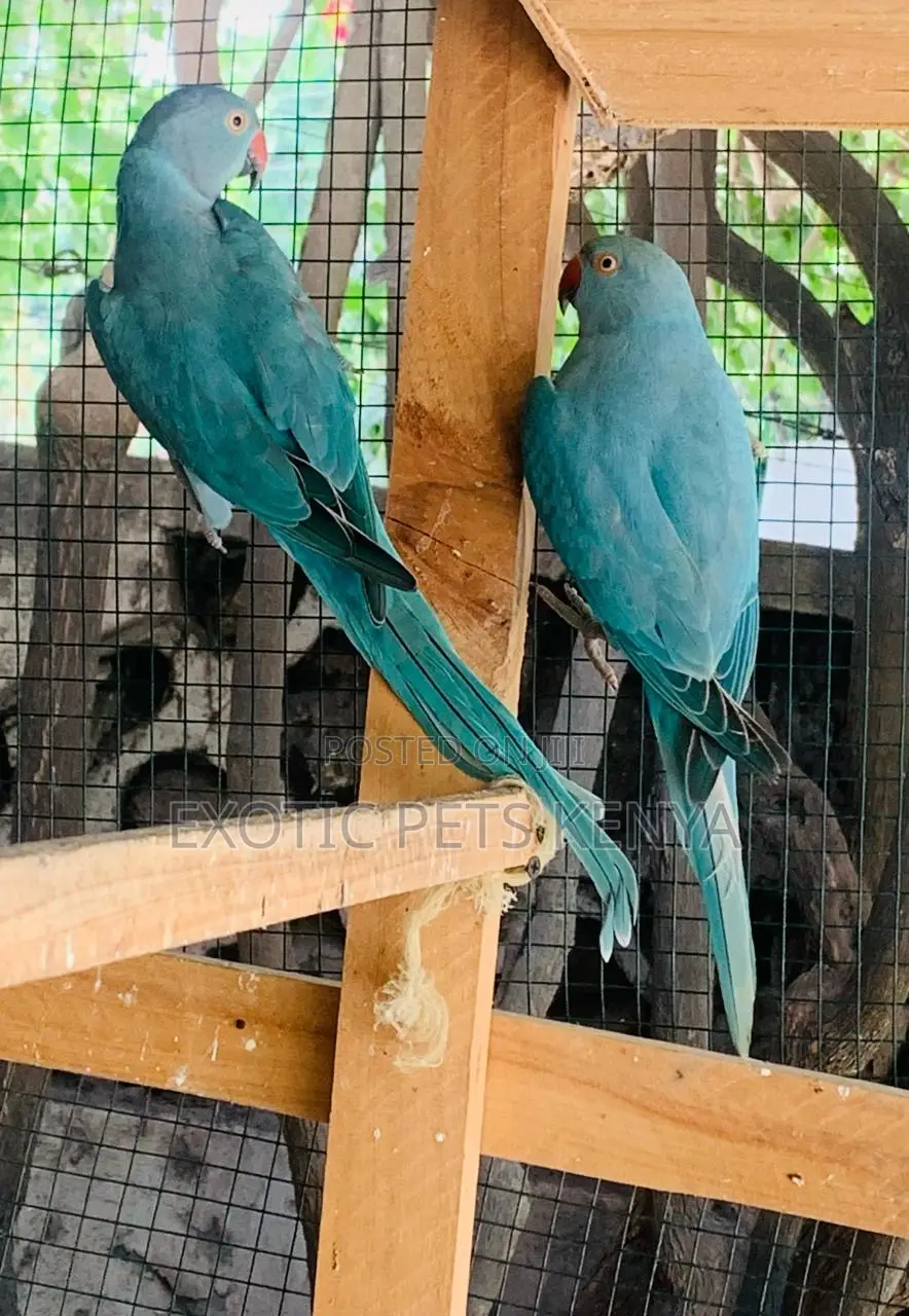 Torquoise Adult Ringnecks Bonded Pair