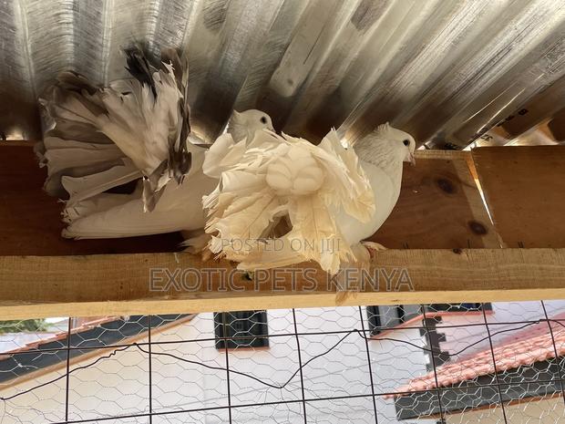 Pure White Fantails Pair - main view