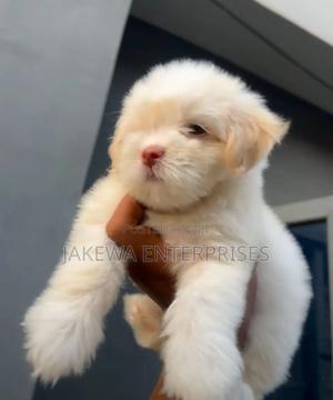 1-3 months Male Purebred Havanese - main view