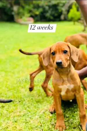 1-3 months Male Purebred Rhodesian Ridgeback