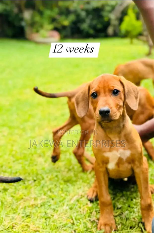 1-3 months Male Purebred Rhodesian Ridgeback - main view
