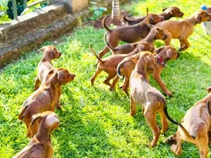 1-3 months Female Purebred Rhodesian Ridgeback