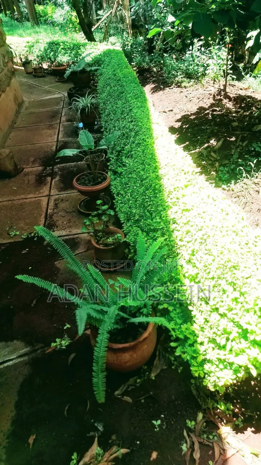 Lawn Care and Hedge Trimming Services