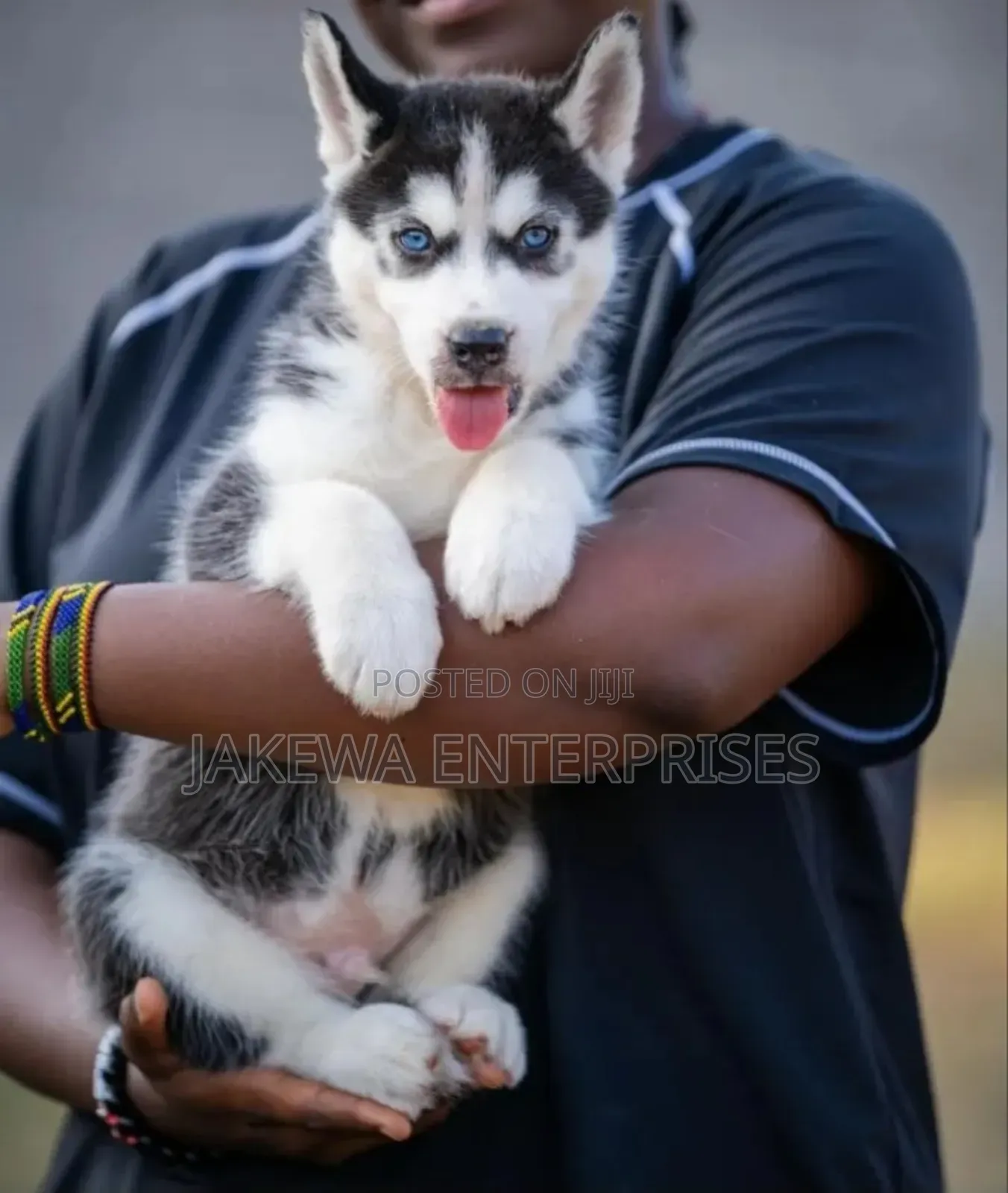 1-3 months Male Purebred Siberian Husky