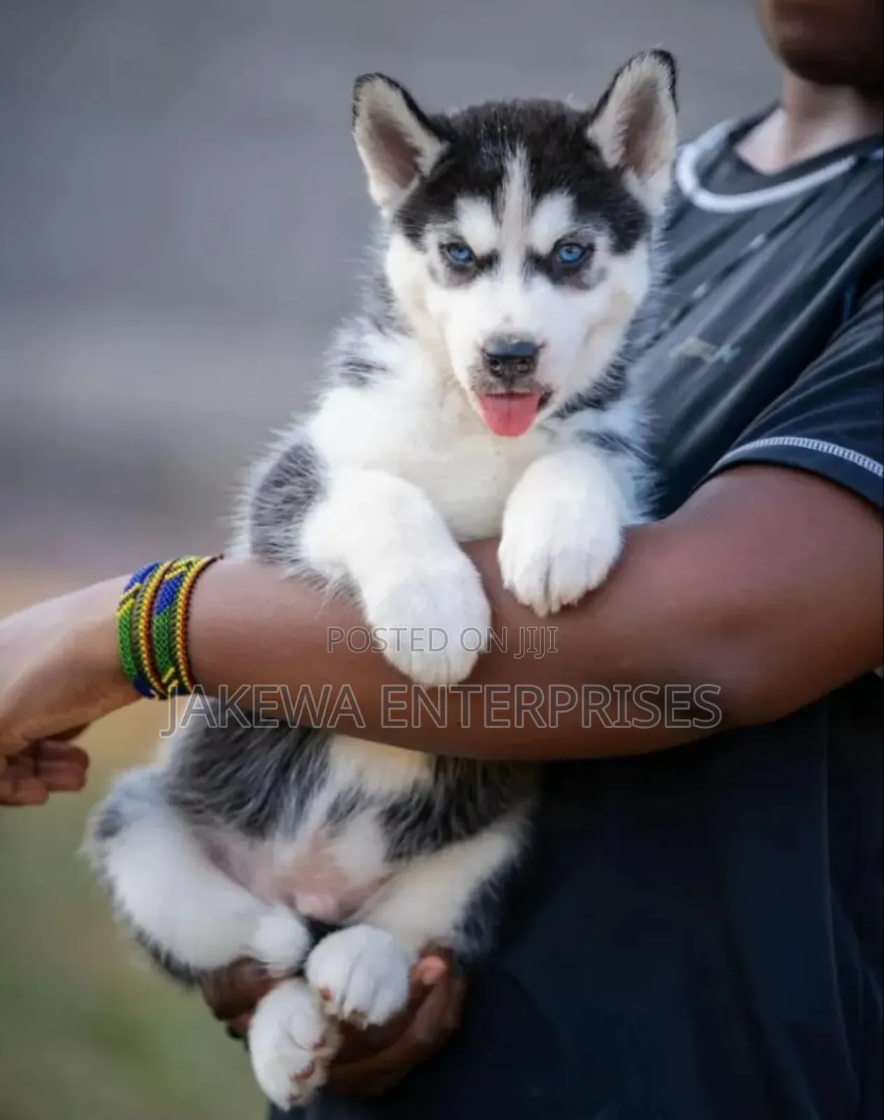 1-3 months Female Purebred Siberian Husky