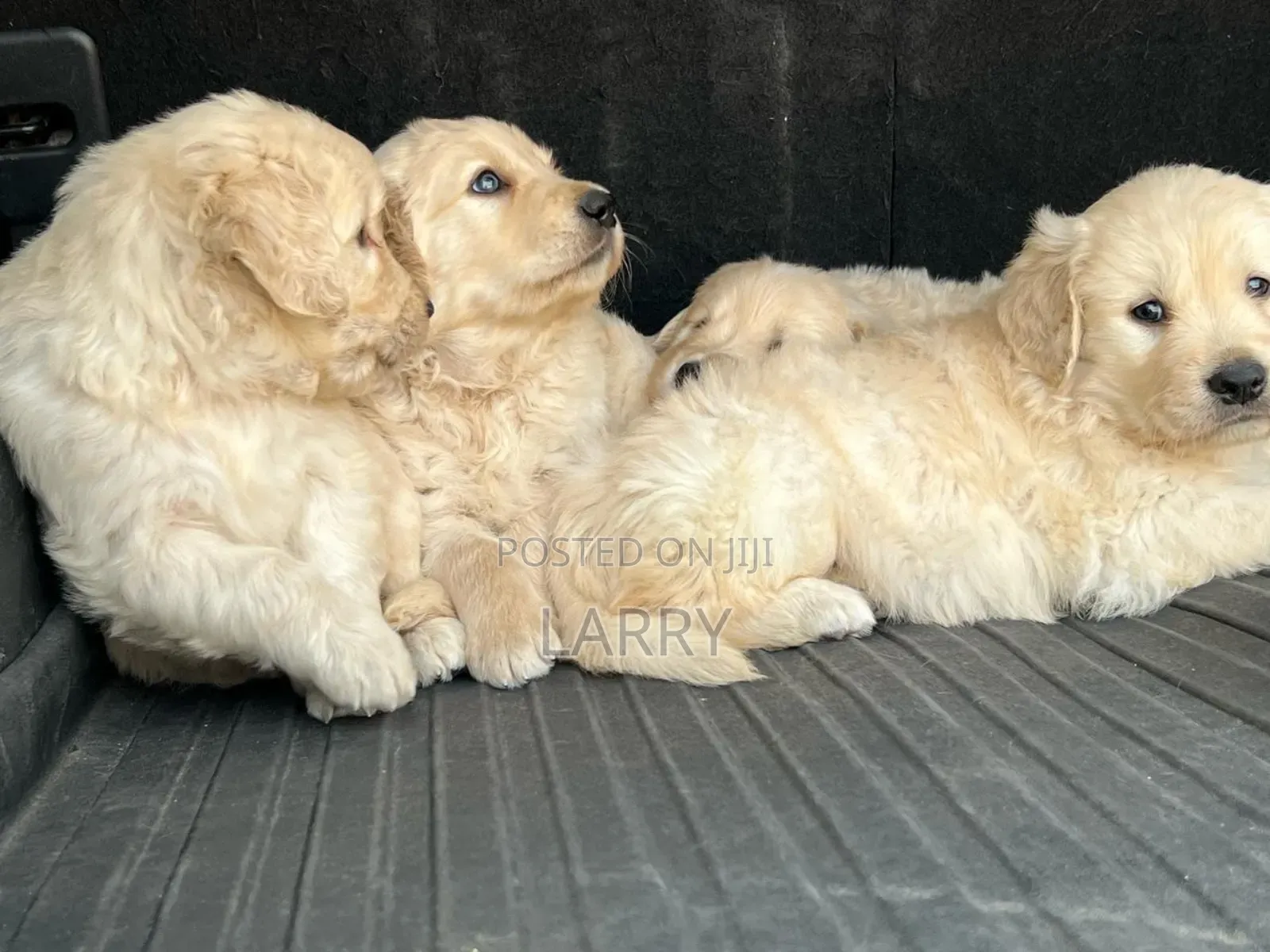 1-3 months Male Purebred Golden Retriever