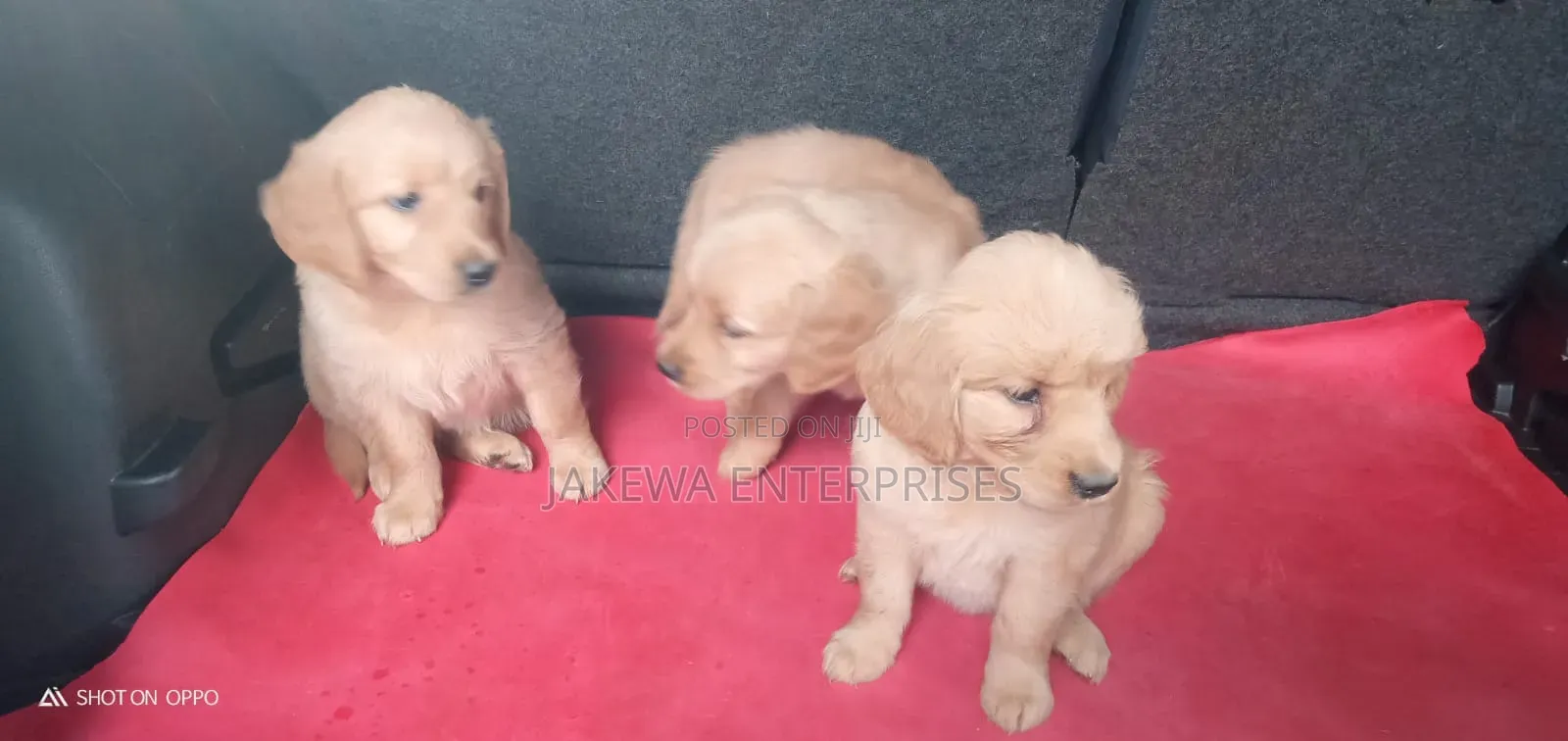 1-3 months Male Purebred Golden Retriever