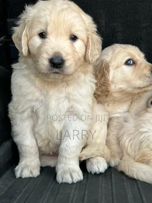 1-3 months Male Purebred Golden Retriever