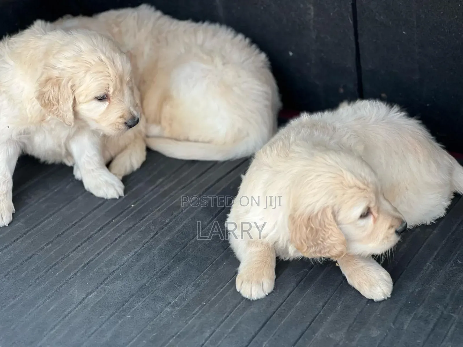 1-3 months Male Purebred Golden Retriever