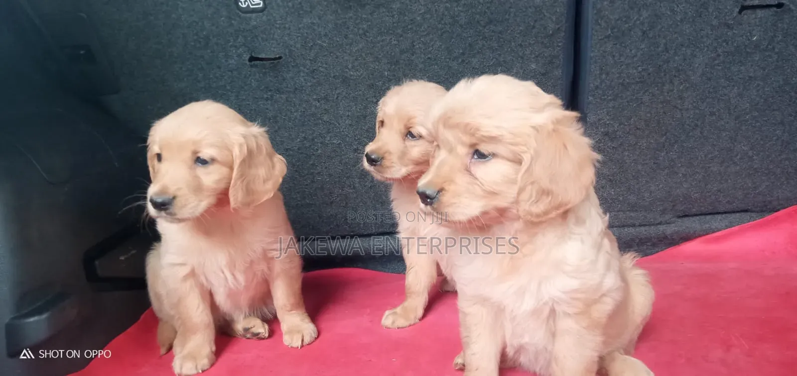 1-3 months Female Purebred Golden Retriever