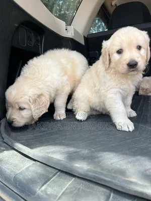 1-3 months Male Purebred Golden Retriever