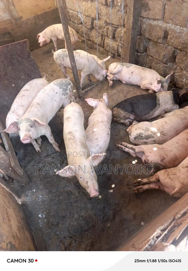 Pigs on Sale - main view