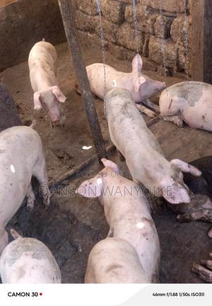 Grown Pigs on Sale - thumbnail 2