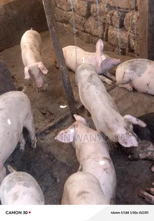 Grown Pigs on Sale