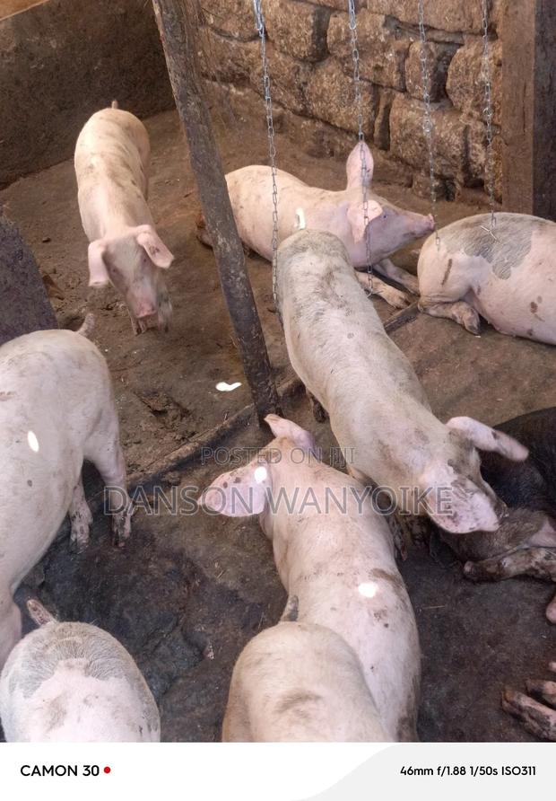 Grown Pigs on Sale - main view