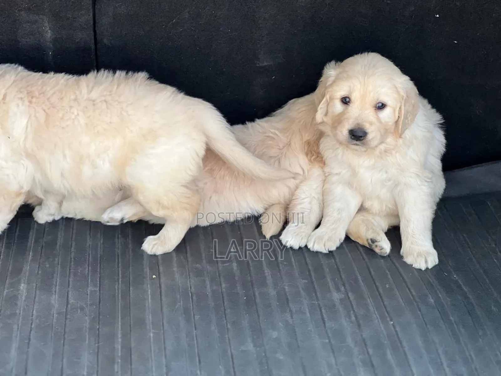 1-3 months Male Purebred Golden Retriever