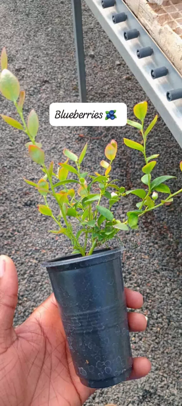 Blueberries Seedlings