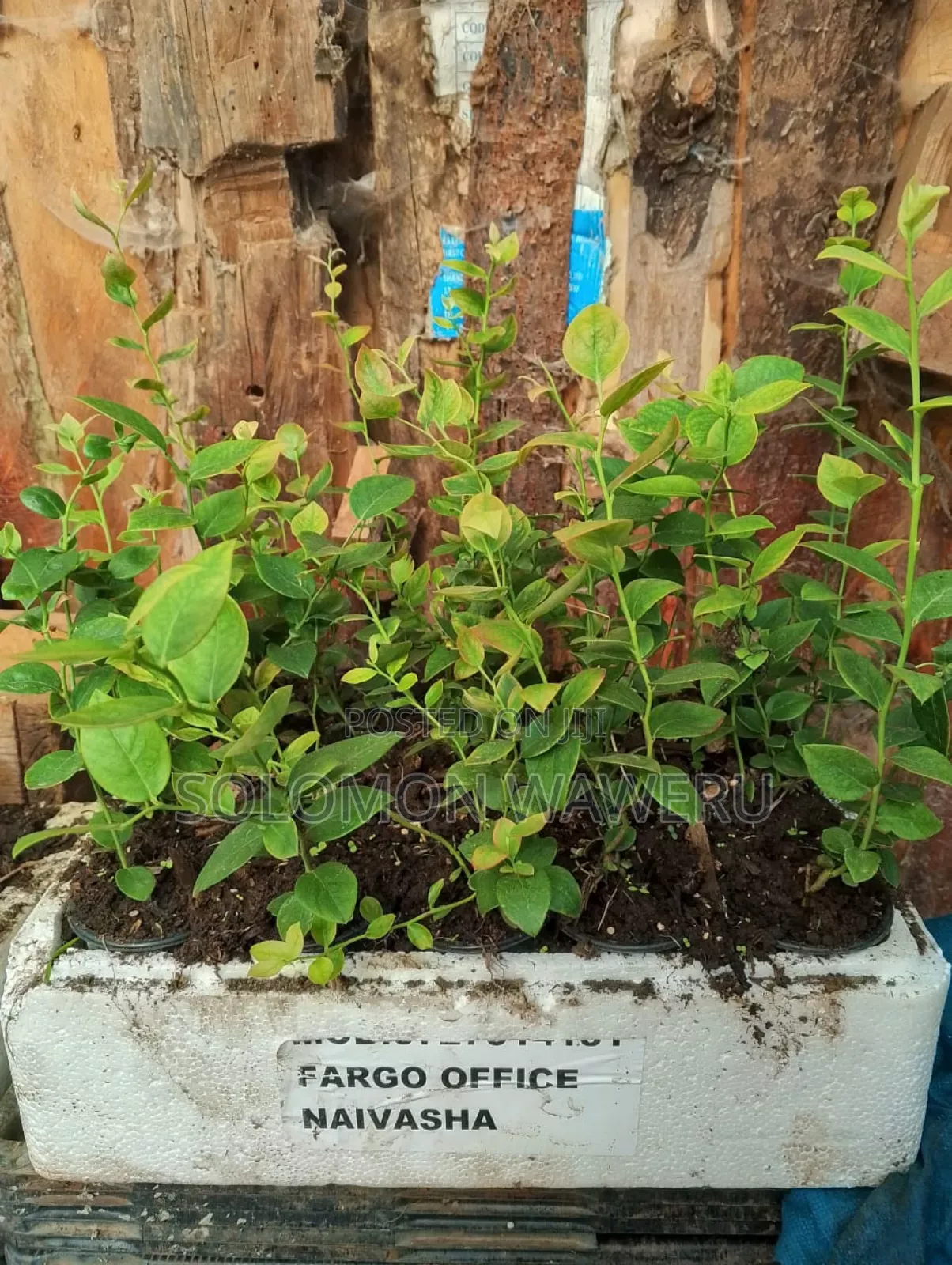 Blueberries Seedlings