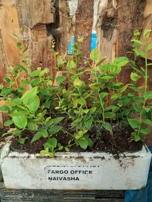 Blueberries Seedlings