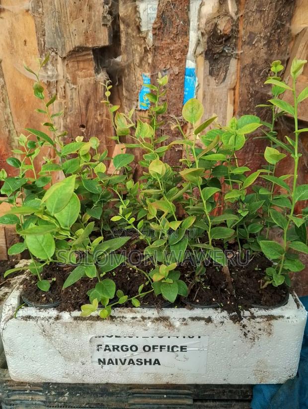 Blueberries Seedlings - thumbnail 3