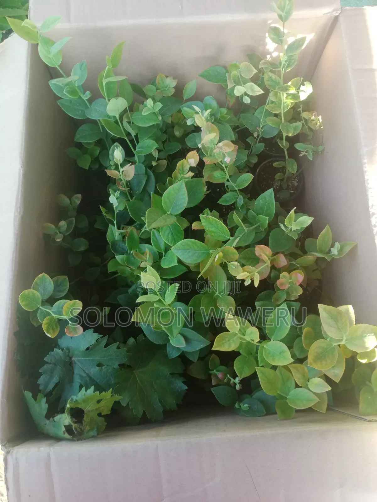 Blueberries Seedlings