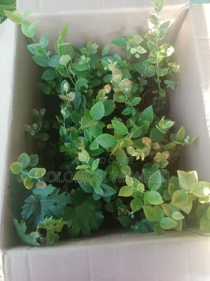 Blueberries Seedlings