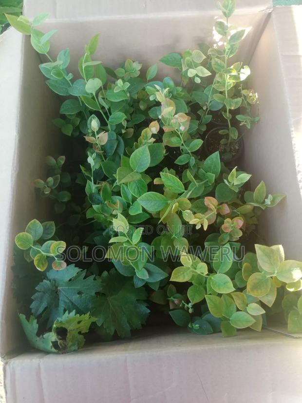 Blueberries Seedlings - thumbnail 4