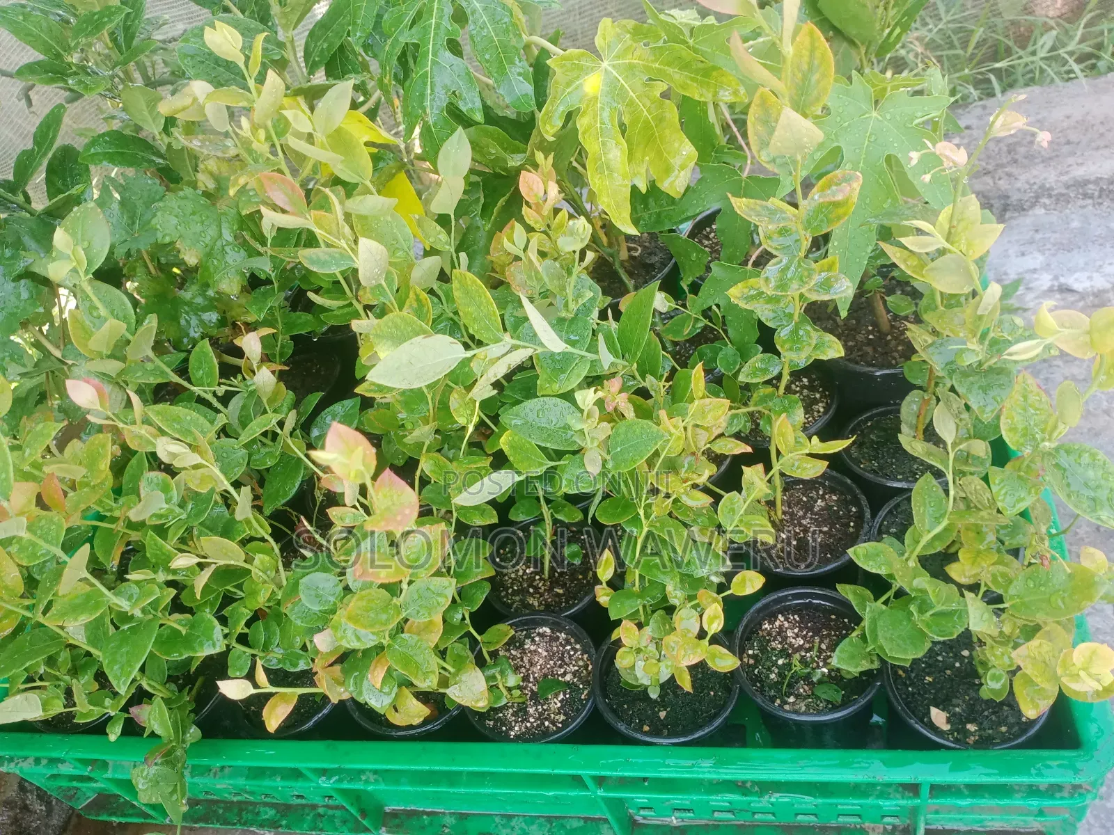Blueberries Seedlings