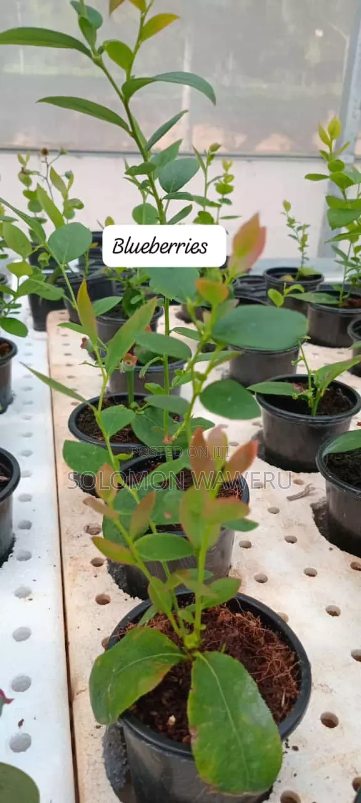 Blueberries Seedlings