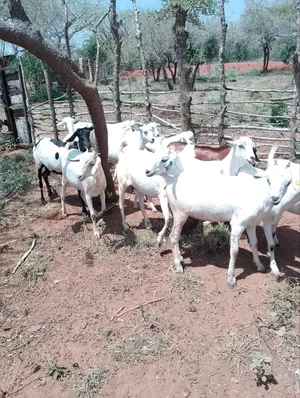 Kilibasi 25km Off Mombasa Road