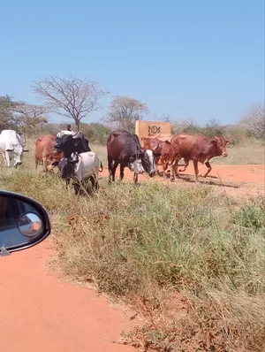 Kilibasi 25km Off Mombasa Road