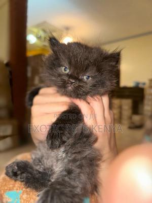 1-3 months Male Purebred Persian - thumbnail 2