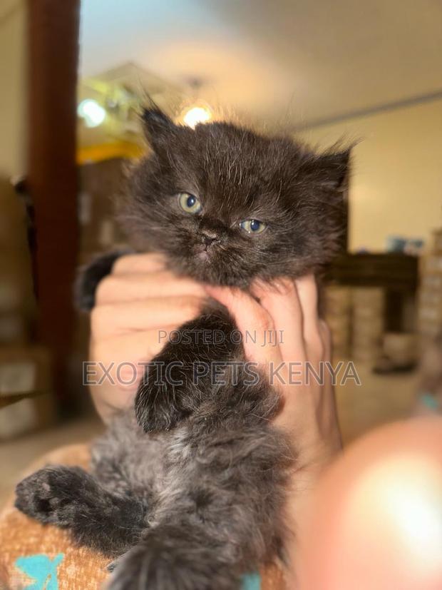 1-3 months Male Purebred Persian - main view
