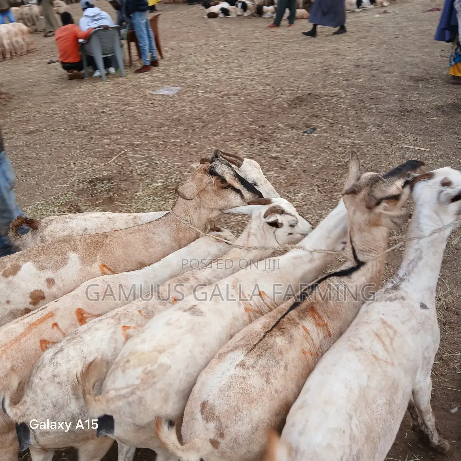 Galla Goats