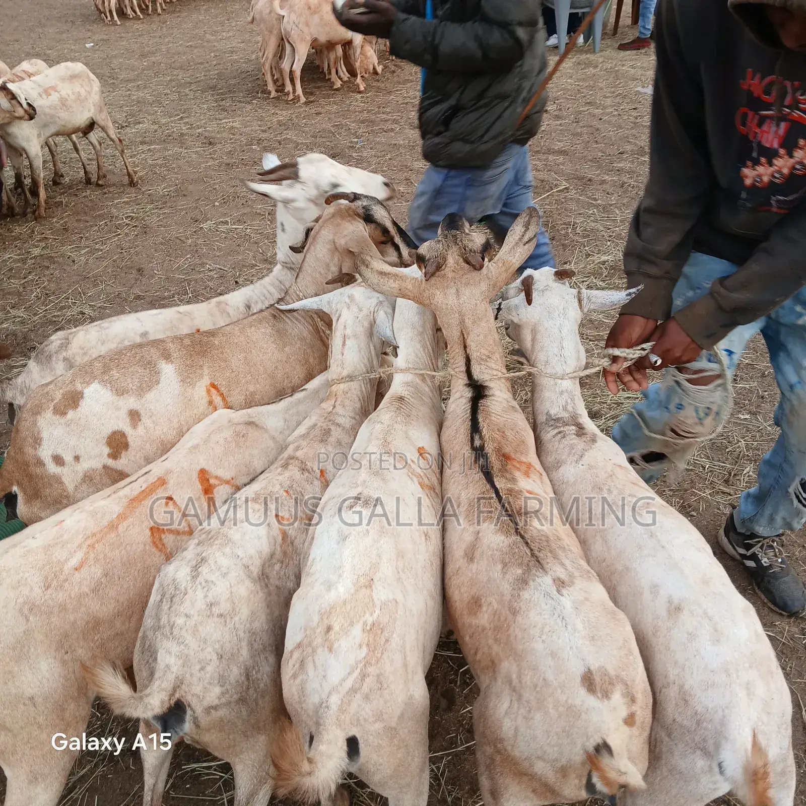 Galla Goats