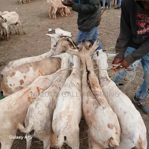 Galla Goats