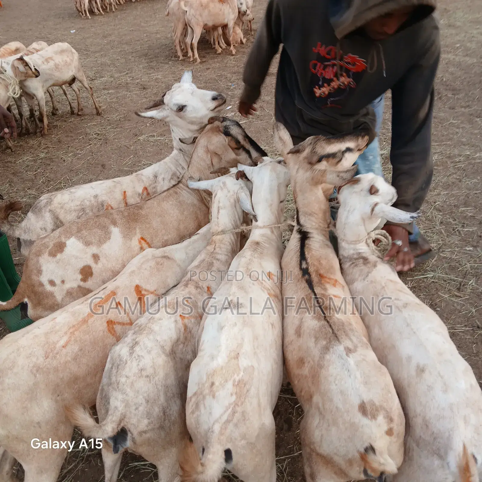 Galla Goats