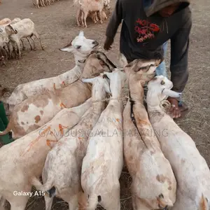 Galla Goats