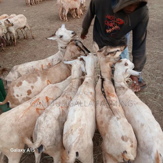 Galla Goats - thumbnail 3