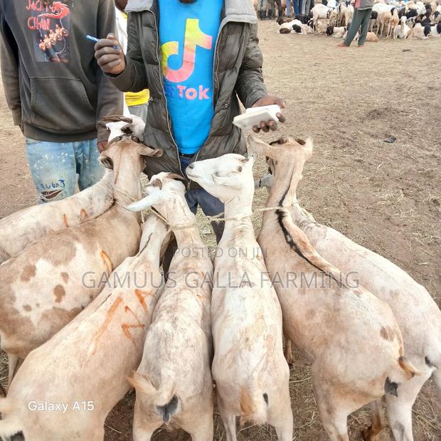 Galla Goats - thumbnail 4