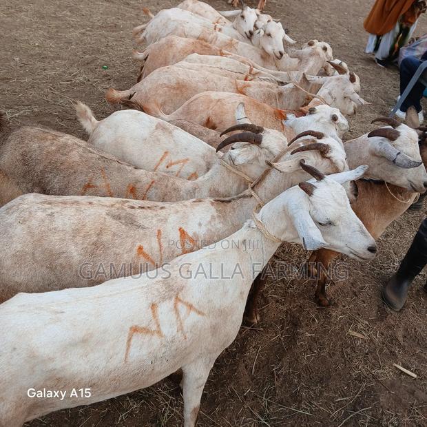 Galla Goats - thumbnail 5