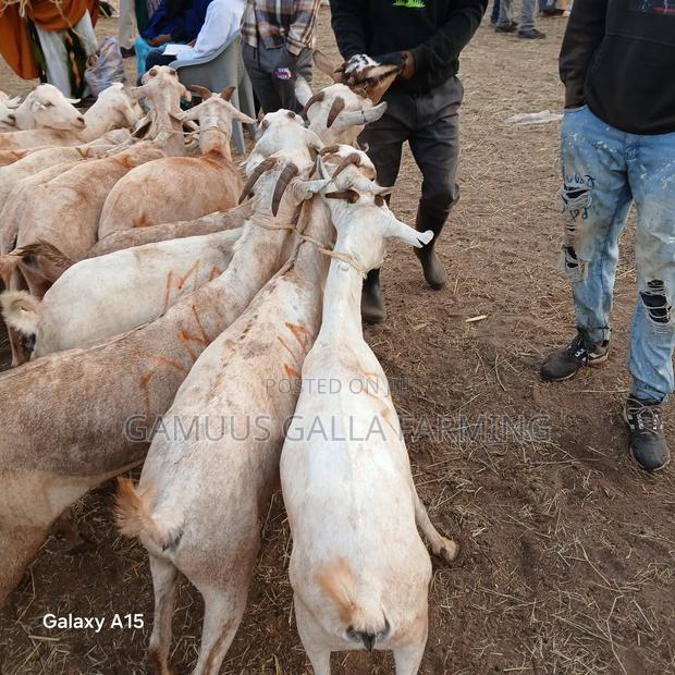 Galla Goats - thumbnail 6