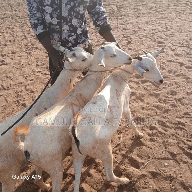 Galla Goats - thumbnail 7