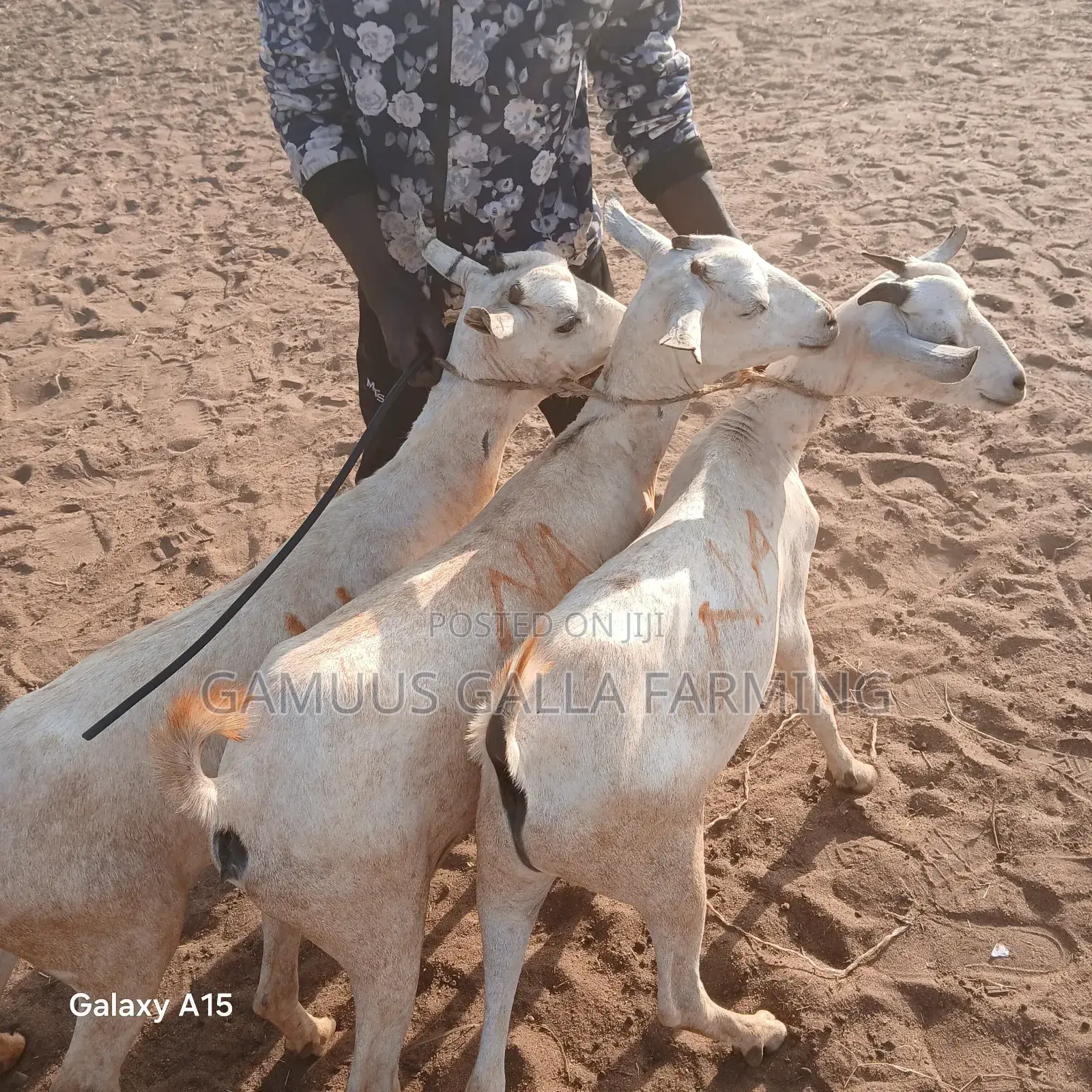 Galla Goats